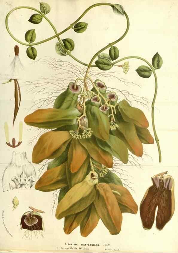 Reproducción/Reproduction 49587787421: Flore des serres et des jardins de l'Europe. A Gand :chez Louis van Houtte, eÌditeur,1845-1880.. 