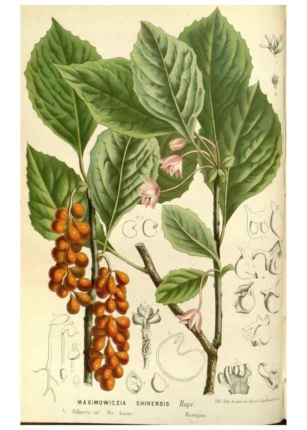 Reproducción/Reproduction 49587787631: Flore des serres et des jardins de l'Europe. A Gand :chez Louis van Houtte, eÌditeur,1845-1880.. 