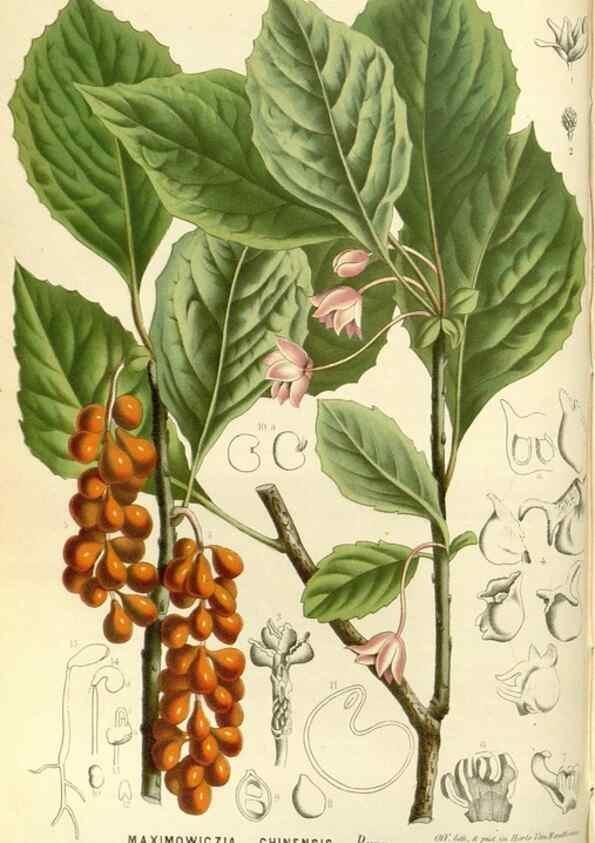 Reproducción/Reproduction 49587787631: Flore des serres et des jardins de l'Europe. A Gand :chez Louis van Houtte, eÌditeur,1845-1880.. 