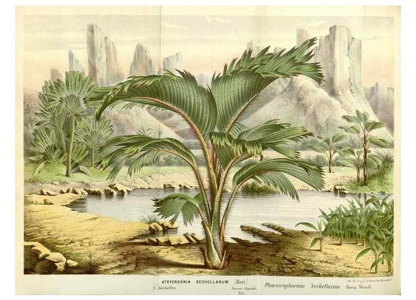 Reproducción/Reproduction 49587787791: Flore des serres et des jardins de l'Europe. A Gand :chez Louis van Houtte, eÌditeur,1845-1880.. 