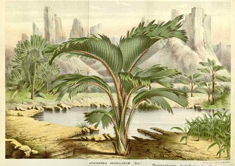 Reproducción/Reproduction 49587787791: Flore des serres et des jardins de l'Europe. A Gand :chez Louis van Houtte, eÌditeur,1845-1880.. 