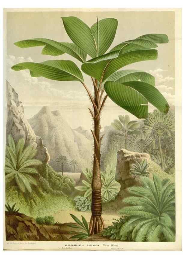 Reproducción/Reproduction 49587787961: Flore des serres et des jardins de l'Europe. A Gand :chez Louis van Houtte, eÌditeur,1845-1880.. 