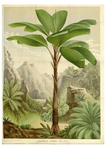 Reproducción/Reproduction 49587787961: Flore des serres et des jardins de l'Europe. A Gand :chez Louis van Houtte, eÌditeur,1845-1880.. 