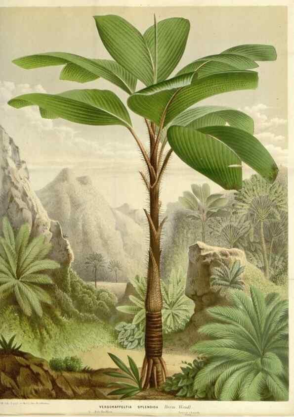 Reproducción/Reproduction 49587787961: Flore des serres et des jardins de l'Europe. A Gand :chez Louis van Houtte, eÌditeur,1845-1880.. 