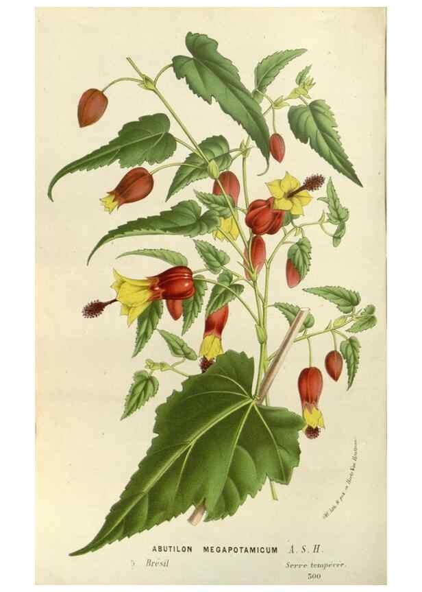 Reproducción/Reproduction 49588031397: Flore des serres et des jardins de l'Europe. A Gand :chez Louis van Houtte, eÌditeur,1845-1880.. 