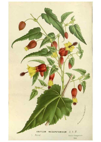 Reproducción/Reproduction 49588031397: Flore des serres et des jardins de l'Europe. A Gand :chez Louis van Houtte, eÌditeur,1845-1880.. 