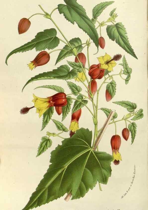 Reproducción/Reproduction 49588031397: Flore des serres et des jardins de l'Europe. A Gand :chez Louis van Houtte, eÌditeur,1845-1880.. 
