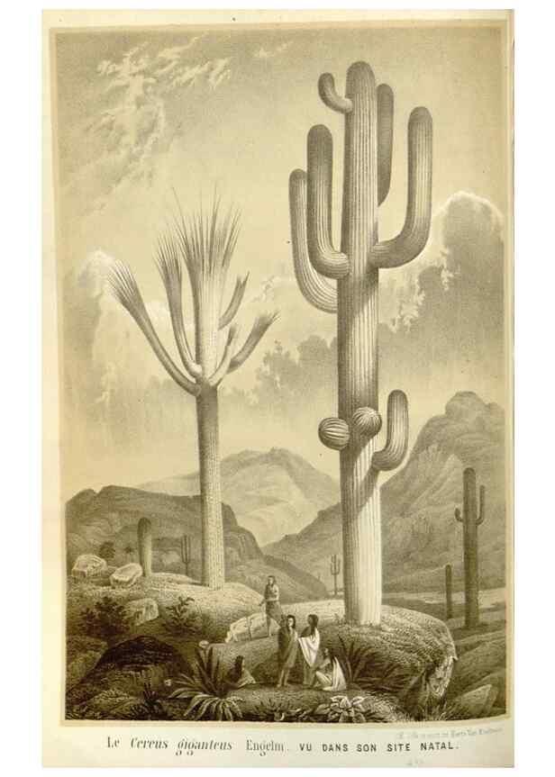 Reproducción/Reproduction 49587294318: Flore des serres et des jardins de l'Europe. A Gand :chez Louis van Houtte, eÌditeur,1845-1880.. 