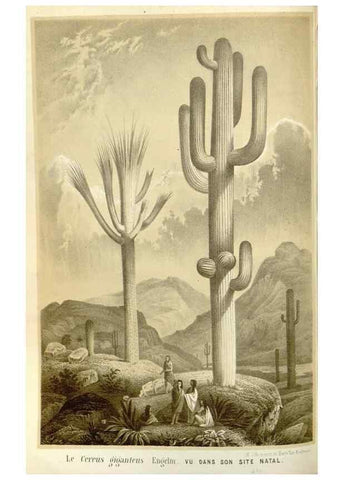 Reproducción/Reproduction 49587294318: Flore des serres et des jardins de l'Europe. A Gand :chez Louis van Houtte, eÌditeur,1845-1880.. 