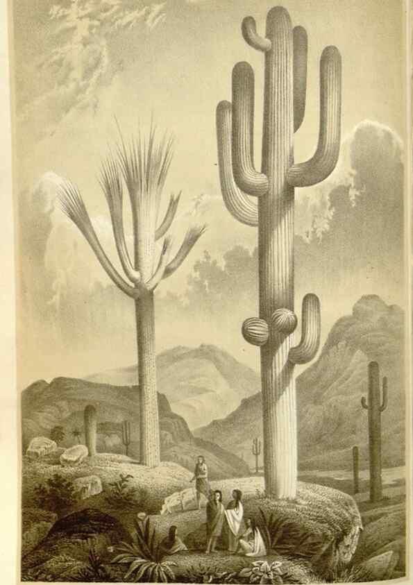Reproducción/Reproduction 49587294318: Flore des serres et des jardins de l'Europe. A Gand :chez Louis van Houtte, eÌditeur,1845-1880.. 