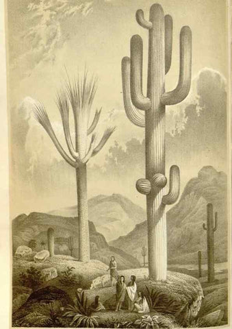 Reproducción/Reproduction 49587294318: Flore des serres et des jardins de l'Europe. A Gand :chez Louis van Houtte, eÌditeur,1845-1880.. 