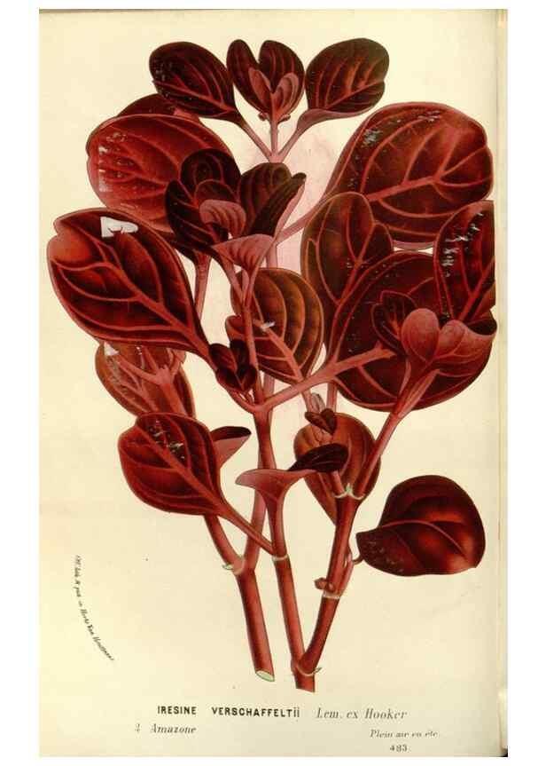 Reproducción/Reproduction 49587788646: Flore des serres et des jardins de l'Europe. A Gand :chez Louis van Houtte, eÌditeur,1845-1880.. 