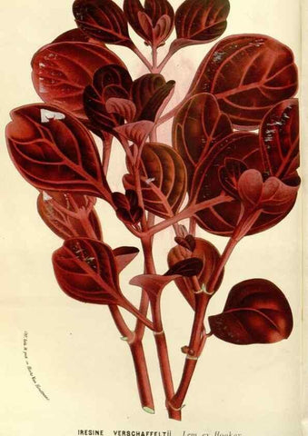 Reproducción/Reproduction 49587788646: Flore des serres et des jardins de l'Europe. A Gand :chez Louis van Houtte, eÌditeur,1845-1880.. 