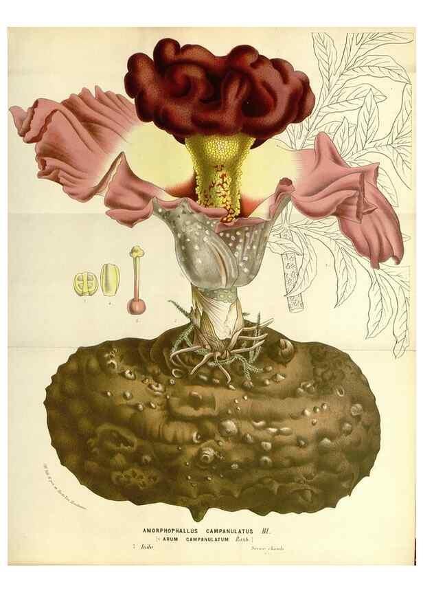 Reproducción/Reproduction 49587294843: Flore des serres et des jardins de l'Europe. A Gand :chez Louis van Houtte, eÌditeur,1845-1880.. 