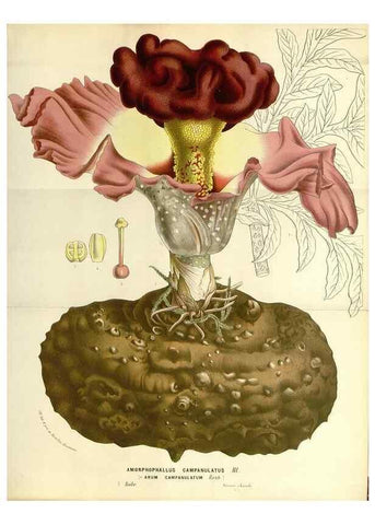 Reproducción/Reproduction 49587294843: Flore des serres et des jardins de l'Europe. A Gand :chez Louis van Houtte, eÌditeur,1845-1880.. 