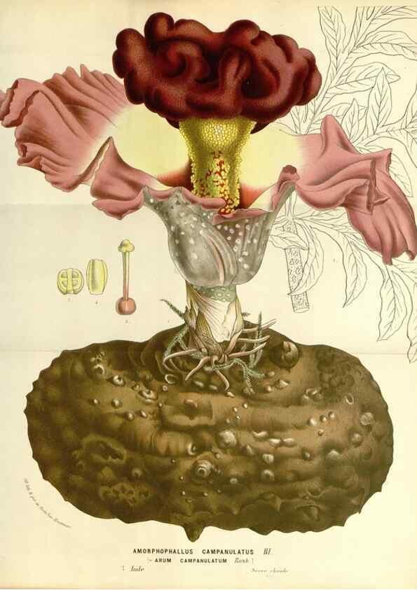Reproducción/Reproduction 49587294843: Flore des serres et des jardins de l'Europe. A Gand :chez Louis van Houtte, eÌditeur,1845-1880.. 