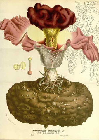 Reproducción/Reproduction 49587294843: Flore des serres et des jardins de l'Europe. A Gand :chez Louis van Houtte, eÌditeur,1845-1880.. 