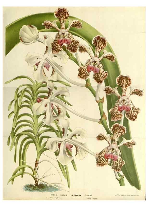 Reproducción/Reproduction 49588032277: Flore des serres et des jardins de l'Europe. A Gand :chez Louis van Houtte, eÌditeur,1845-1880.. 