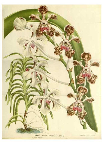 Reproducción/Reproduction 49588032277: Flore des serres et des jardins de l'Europe. A Gand :chez Louis van Houtte, eÌditeur,1845-1880.. 