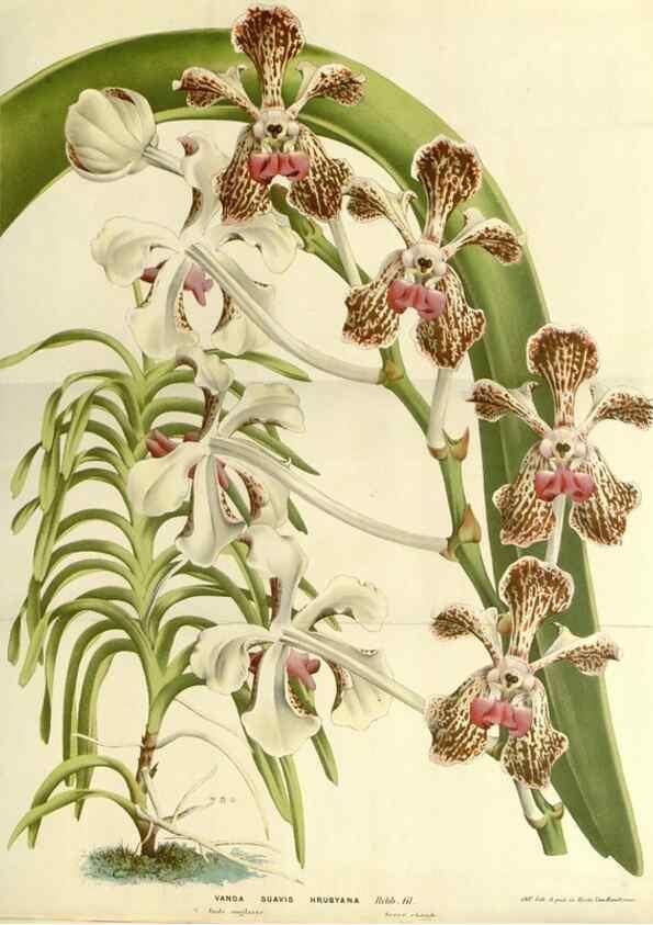 Reproducción/Reproduction 49588032277: Flore des serres et des jardins de l'Europe. A Gand :chez Louis van Houtte, eÌditeur,1845-1880.. 