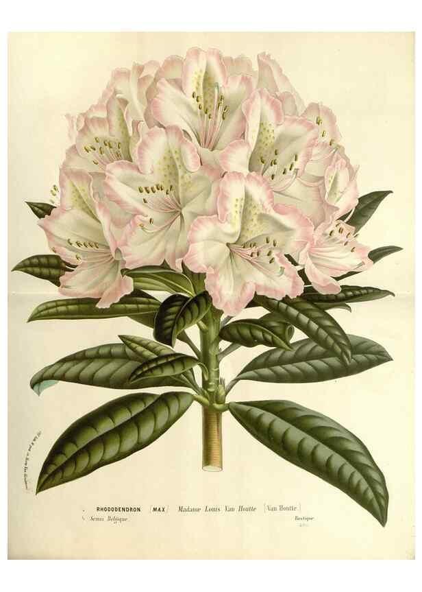 Reproducción/Reproduction 49587789331: Flore des serres et des jardins de l'Europe. A Gand :chez Louis van Houtte, eÌditeur,1845-1880.. 