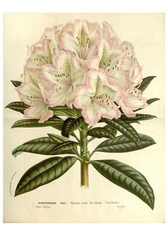 Reproducción/Reproduction 49587789331: Flore des serres et des jardins de l'Europe. A Gand :chez Louis van Houtte, eÌditeur,1845-1880.. 