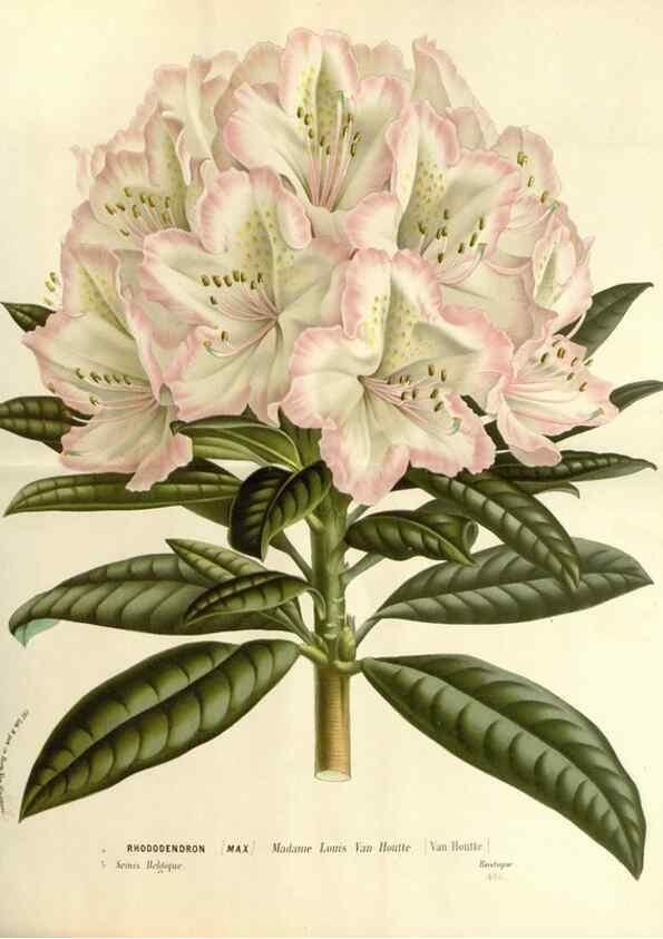 Reproducción/Reproduction 49587789331: Flore des serres et des jardins de l'Europe. A Gand :chez Louis van Houtte, eÌditeur,1845-1880.. 