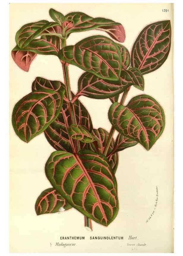 Reproducción/Reproduction 49587786021: Flore des serres et des jardins de l'Europe. A Gand :chez Louis van Houtte, eÌditeur,1845-1880.. 