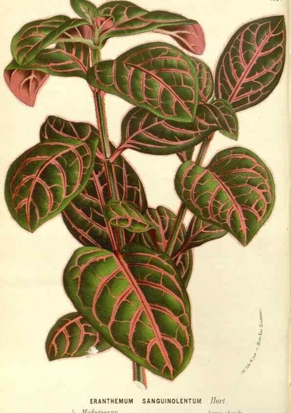 Reproducción/Reproduction 49587786021: Flore des serres et des jardins de l'Europe. A Gand :chez Louis van Houtte, eÌditeur,1845-1880.. 