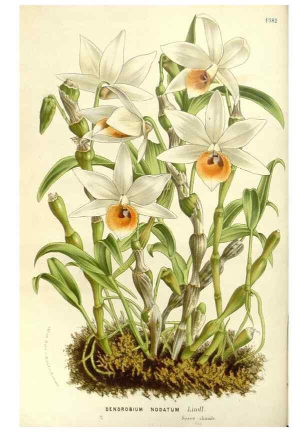 Reproducción/Reproduction 49587291493: Flore des serres et des jardins de l'Europe. A Gand :chez Louis van Houtte, eÌditeur,1845-1880.. 