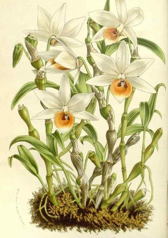 Reproducción/Reproduction 49587291493: Flore des serres et des jardins de l'Europe. A Gand :chez Louis van Houtte, eÌditeur,1845-1880.. 