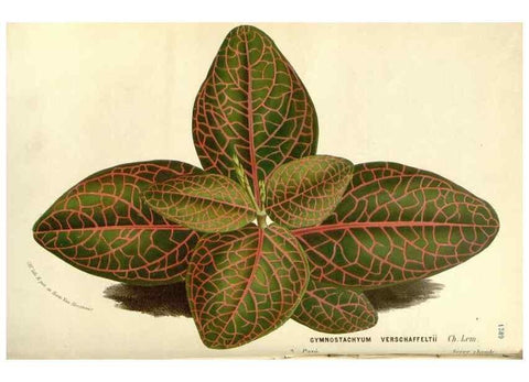 Reproducción/Reproduction 49587785651: Flore des serres et des jardins de l'Europe. A Gand :chez Louis van Houtte, eÌditeur,1845-1880.. 