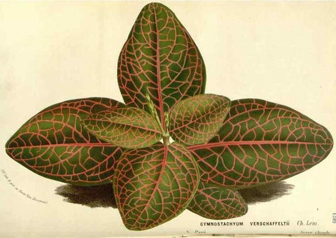 Reproducción/Reproduction 49587785651: Flore des serres et des jardins de l'Europe. A Gand :chez Louis van Houtte, eÌditeur,1845-1880.. 