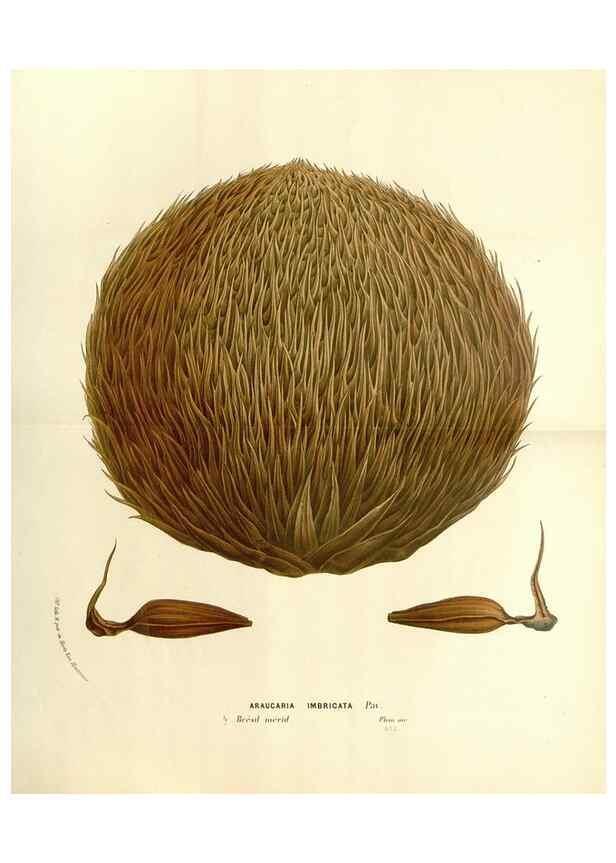 Reproducción/Reproduction 49587785456: Flore des serres et des jardins de l'Europe. A Gand :chez Louis van Houtte, eÌditeur,1845-1880.. 