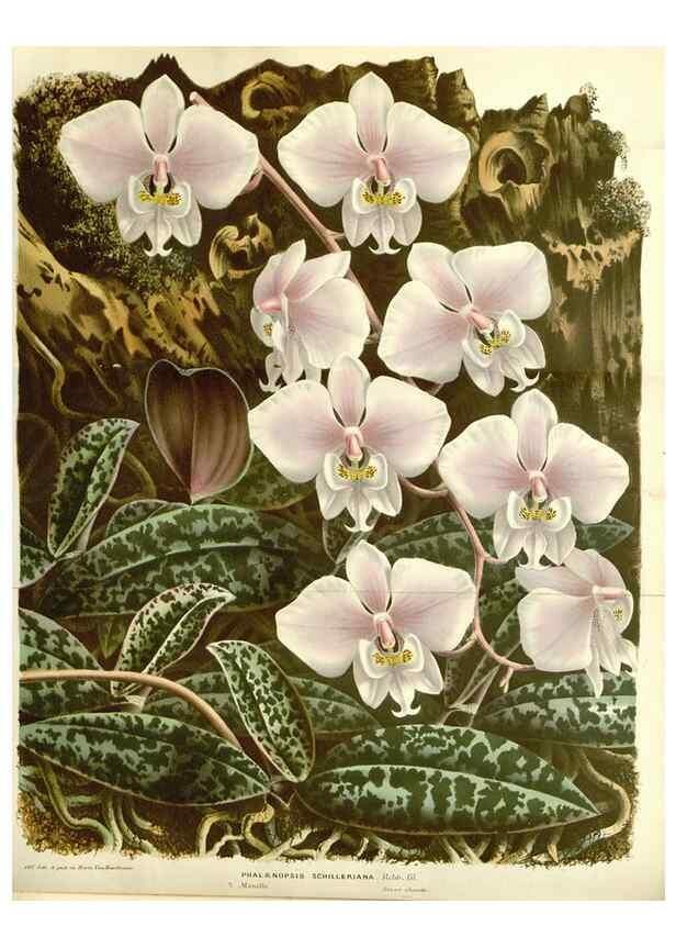 Reproducción/Reproduction 49587287483: Flore des serres et des jardins de l'Europe. A Gand :chez Louis van Houtte, eÌditeur,1845-1880.. 
