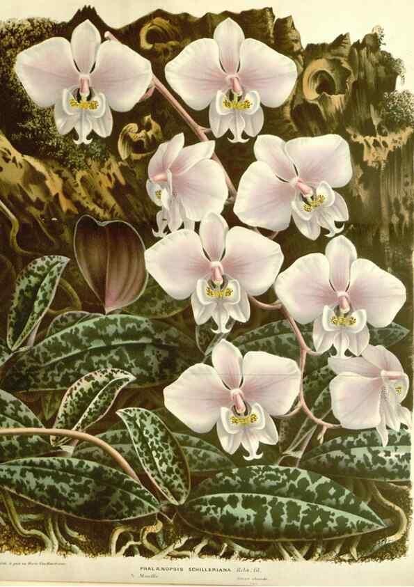 Reproducción/Reproduction 49587287483: Flore des serres et des jardins de l'Europe. A Gand :chez Louis van Houtte, eÌditeur,1845-1880.. 