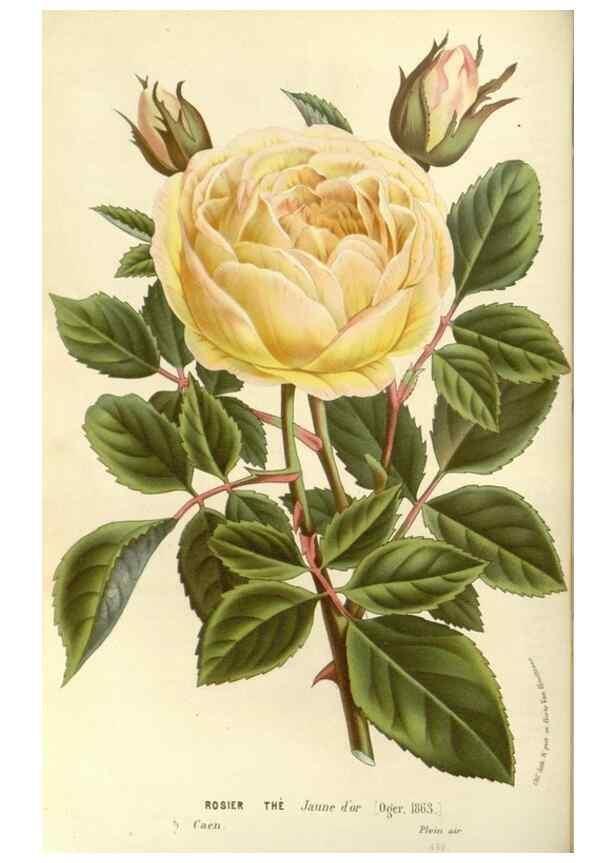 Reproducción/Reproduction 49587782221: Flore des serres et des jardins de l'Europe. A Gand :chez Louis van Houtte, eÌditeur,1845-1880.. 