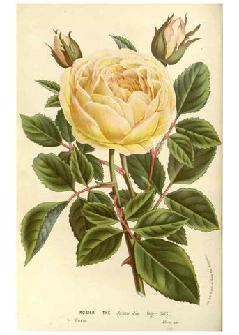 Reproducción/Reproduction 49587782221: Flore des serres et des jardins de l'Europe. A Gand :chez Louis van Houtte, eÌditeur,1845-1880.. 