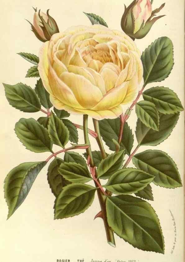 Reproducción/Reproduction 49587782221: Flore des serres et des jardins de l'Europe. A Gand :chez Louis van Houtte, eÌditeur,1845-1880.. 