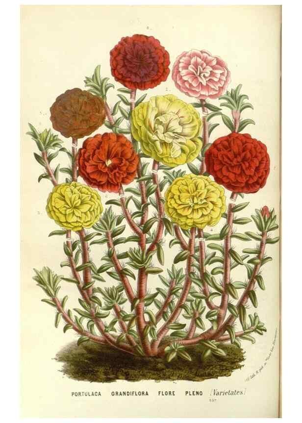 Reproducción/Reproduction 49587782396: Flore des serres et des jardins de l'Europe. A Gand :chez Louis van Houtte, eÌditeur,1845-1880.. 