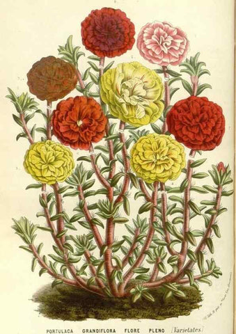 Reproducción/Reproduction 49587782396: Flore des serres et des jardins de l'Europe. A Gand :chez Louis van Houtte, eÌditeur,1845-1880.. 