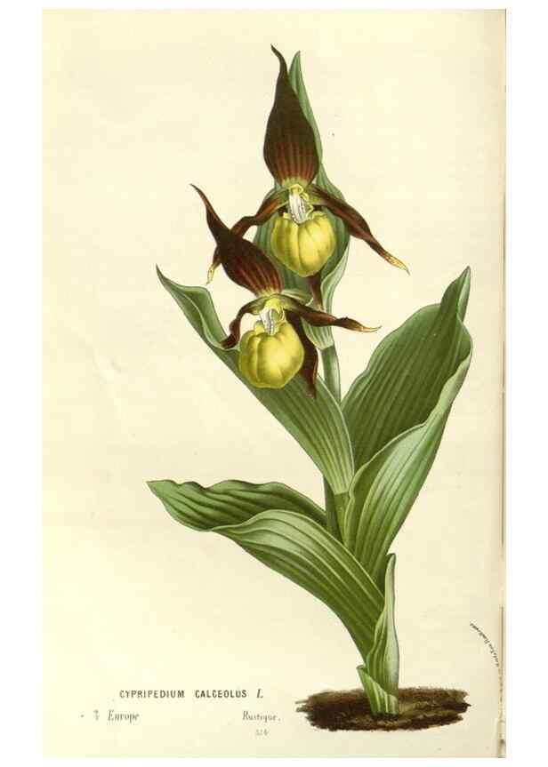 Reproducción/Reproduction 49587782706: Flore des serres et des jardins de l'Europe. A Gand :chez Louis van Houtte, eÌditeur,1845-1880.. 