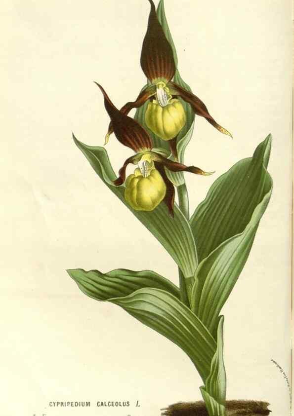 Reproducción/Reproduction 49587782706: Flore des serres et des jardins de l'Europe. A Gand :chez Louis van Houtte, eÌditeur,1845-1880.. 