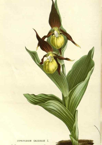 Reproducción/Reproduction 49587782706: Flore des serres et des jardins de l'Europe. A Gand :chez Louis van Houtte, eÌditeur,1845-1880.. 