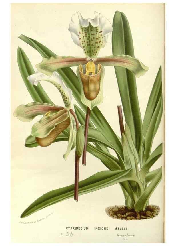 Reproducción/Reproduction 49588026207: Flore des serres et des jardins de l'Europe. A Gand :chez Louis van Houtte, eÌditeur,1845-1880.. 