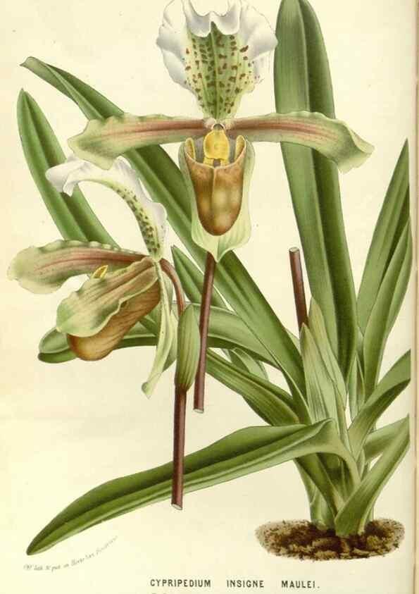 Reproducción/Reproduction 49588026207: Flore des serres et des jardins de l'Europe. A Gand :chez Louis van Houtte, eÌditeur,1845-1880.. 