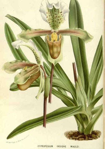 Reproducción/Reproduction 49588026207: Flore des serres et des jardins de l'Europe. A Gand :chez Louis van Houtte, eÌditeur,1845-1880.. 