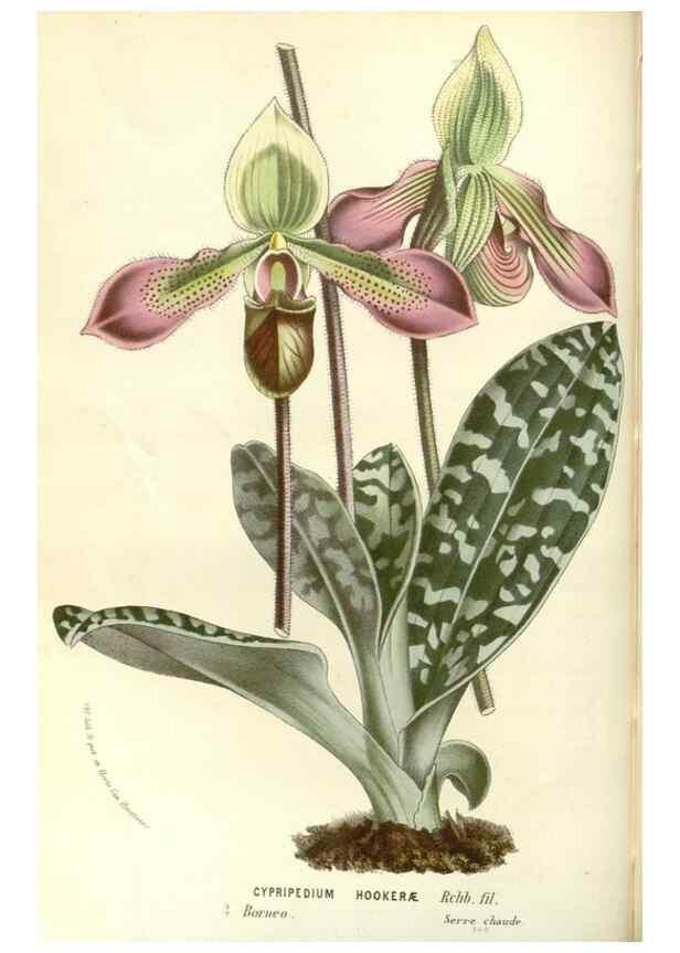 Reproducción/Reproduction 49588026422: Flore des serres et des jardins de l'Europe. A Gand :chez Louis van Houtte, eÌditeur,1845-1880.. 