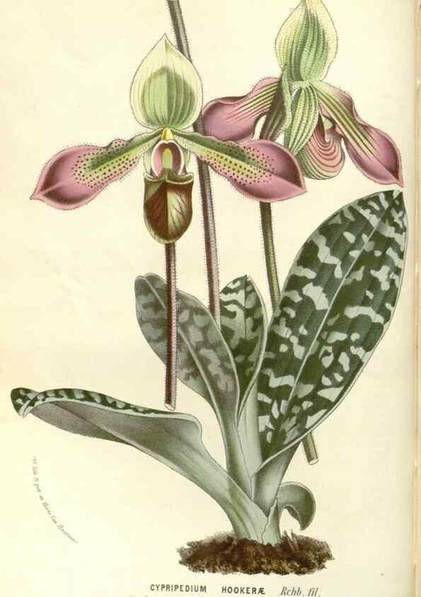 Reproducción/Reproduction 49588026422: Flore des serres et des jardins de l'Europe. A Gand :chez Louis van Houtte, eÌditeur,1845-1880.. 
