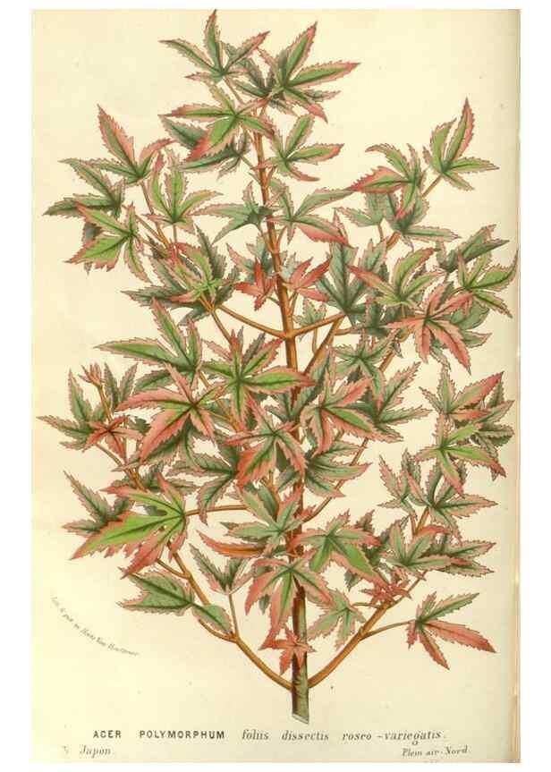 Reproducción/Reproduction 49587288913: Flore des serres et des jardins de l'Europe. A Gand :chez Louis van Houtte, eÌditeur,1845-1880.. 